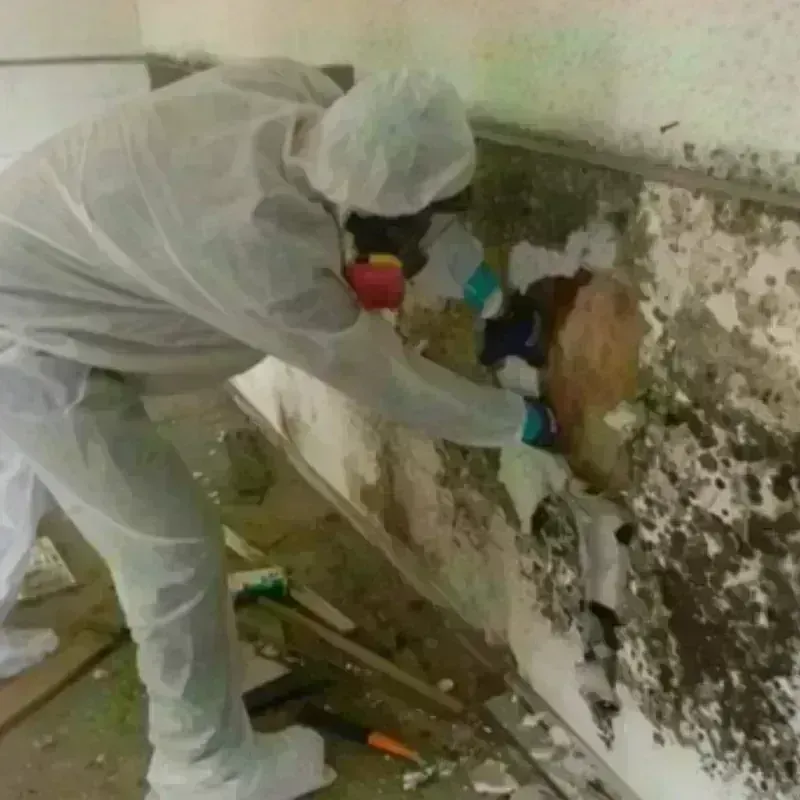 Mold Remediation and Removal in Jefferson, TX